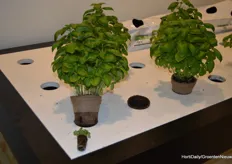 Jiffy brought a preforma plug that is ISO 22,000 certified and consists of 70% coconut and 30% peat. The plug goes into a fully biodegradable pot filled with organic potting soil to yield a completely organic basil.